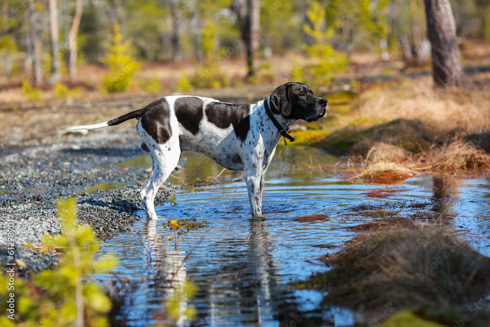 Dog english pointer