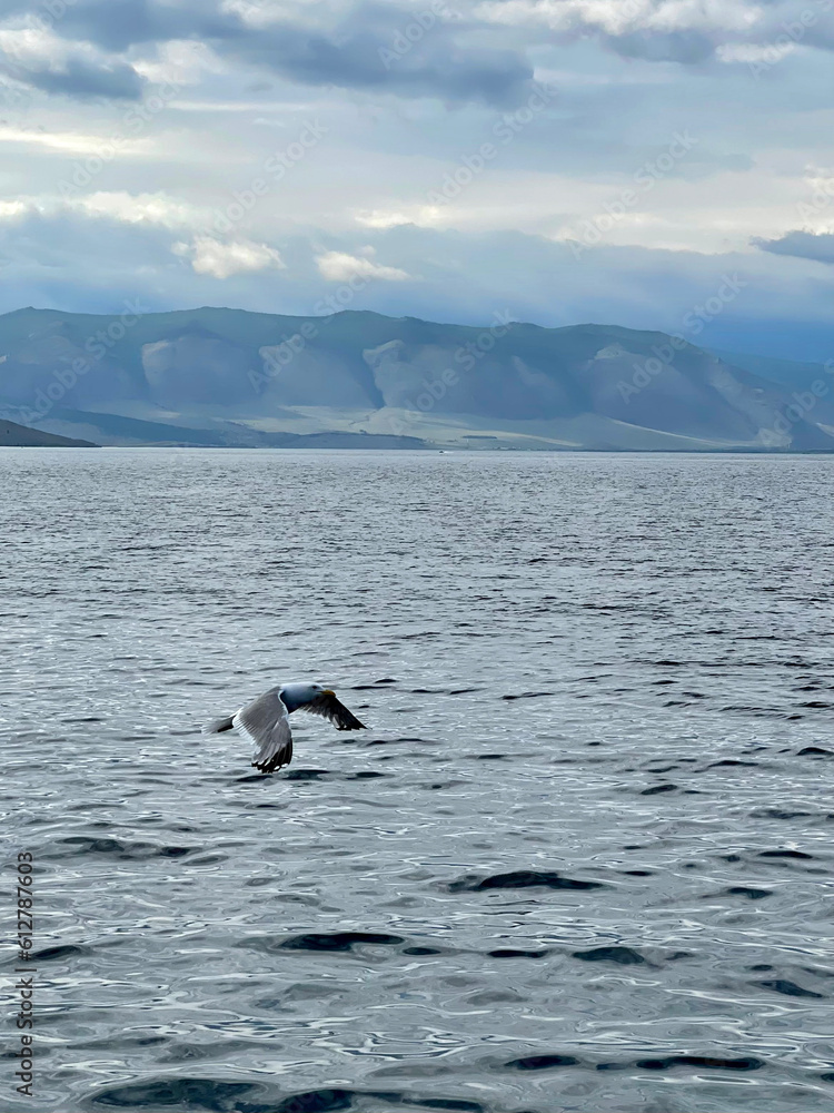 Fototapeta premium Seagull flying in the sky over Lake Baikal