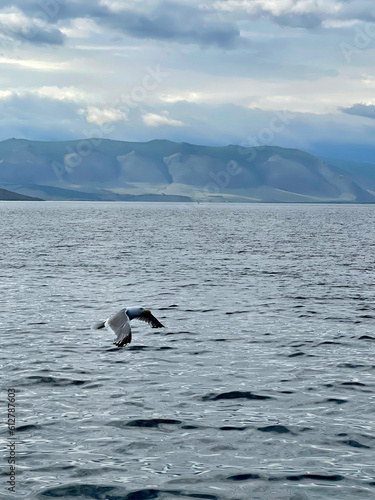 Seagull flying in the sky over Lake Baikal © tasha