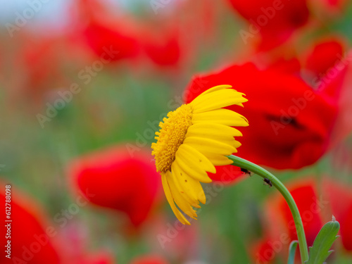 Poppies at pentire head cornwall england uk near newquay.  photo