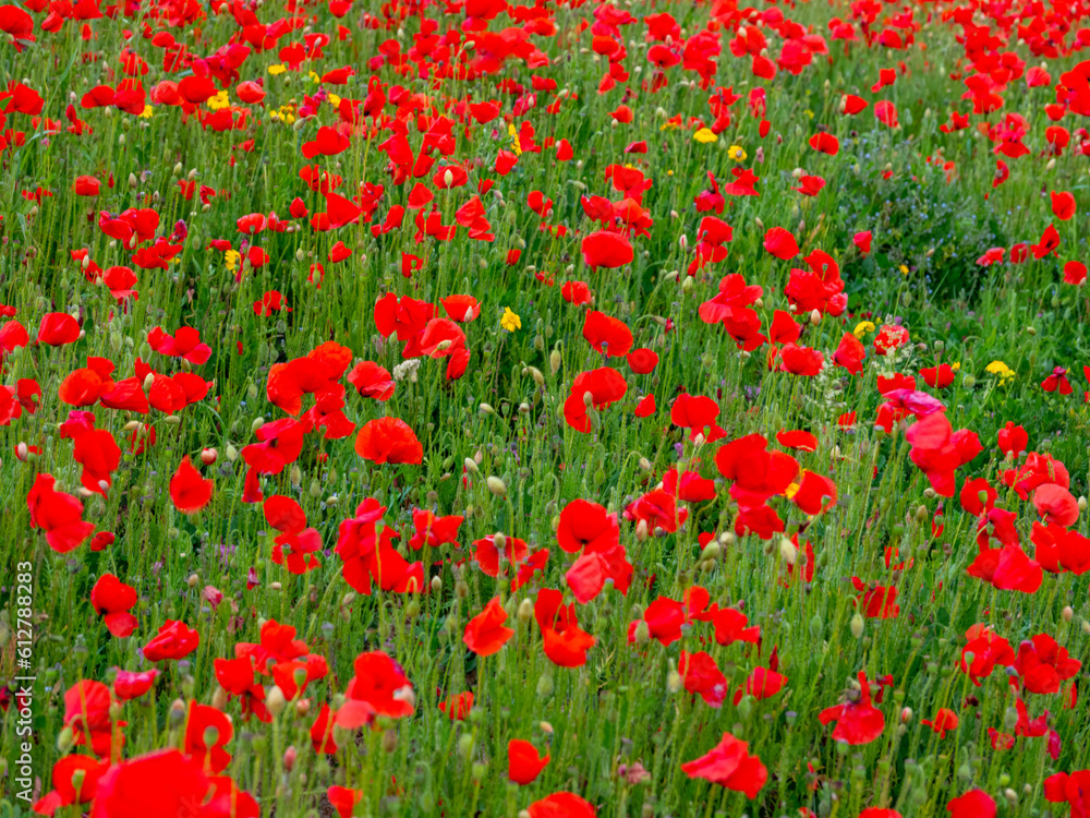 Poppies at pentire head cornwall england uk near newquay. 