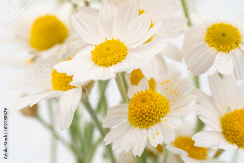 chamomile flower beautiful and delicate on white background. chamomile or daisies isolated on white background with clipping path. 