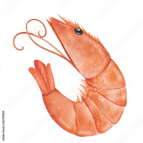 Shrimp watercolor