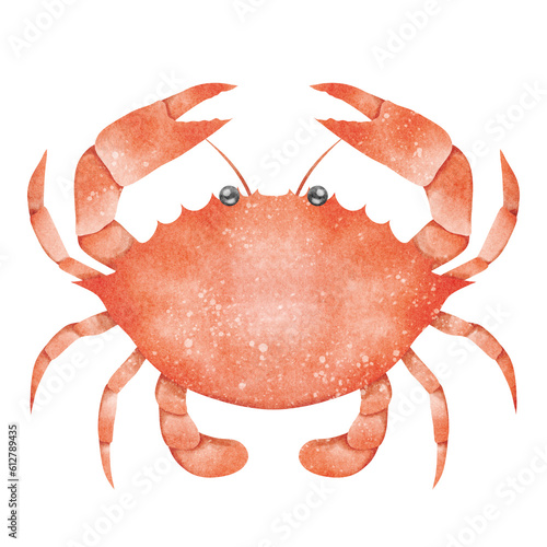 Crab watercolor