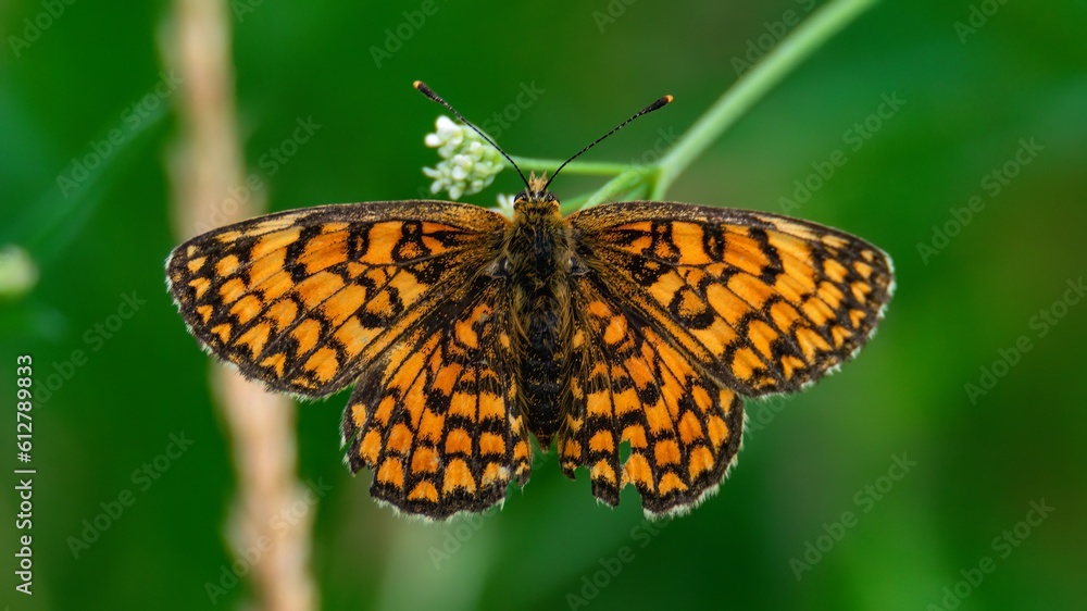 Fototapeta premium Mélitée