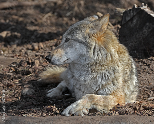 Calm Eurasian wolf  Canis lupus lupus  rests