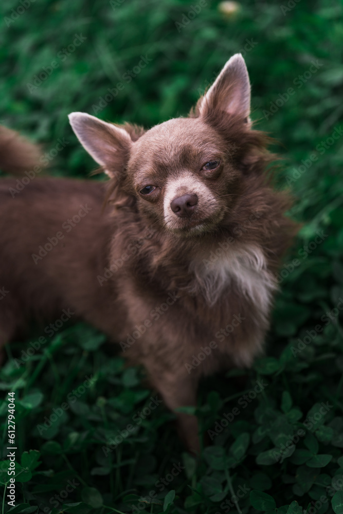 Lilac cute longhair chiwawa puppy - closeup photography Lilac cute longhair chiwawa puppy - closeup photography