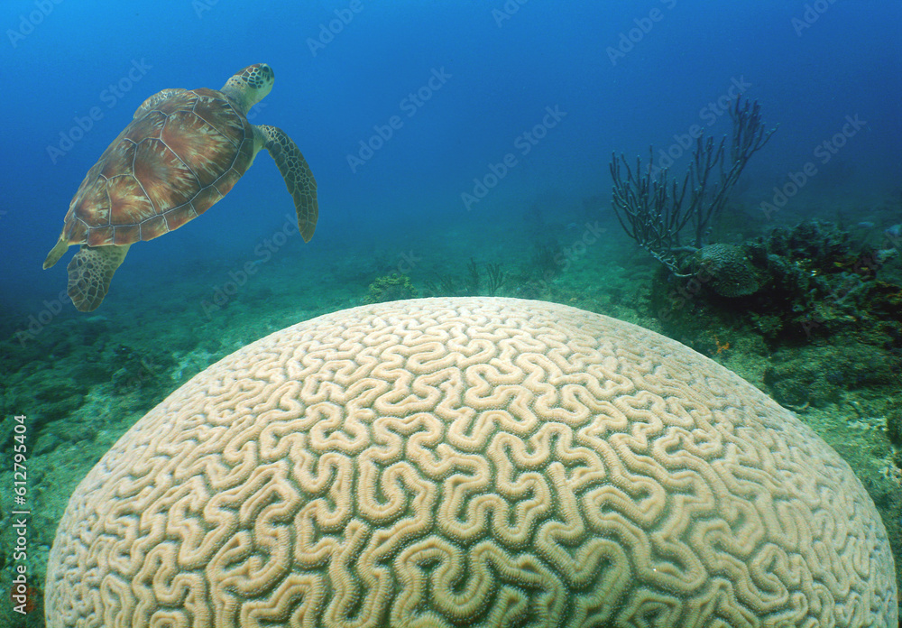 a beautiful green sea turtle in the crystal clear waters of the caribbean sea a beautiful green sea turtle in the crystal clear waters of the caribbean sea