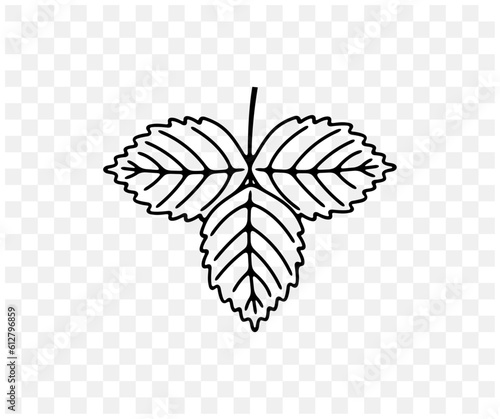 Blackberry leaf, bramble leaves, dewberry, plant and food, linear graphic design. Berry, berries, fruit and meal, agriculture and agricultural, vector design and illustration