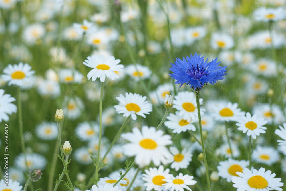 Daisies and cornflowers in a field on a sunny day. Summer floral background