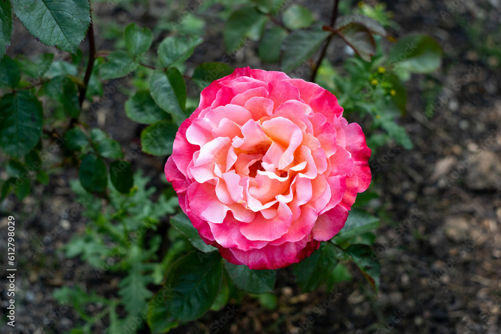 Fototapeta premium A pink rose blooms on a bush. Hybrid tea rose among green leaves.