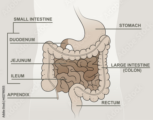 Schematic representation of the digestive system:  large intenstine (colon), stomach, appendix, rectum. And small intestine include the duodenum, jejunum, and ileum.  Vector illustration. 