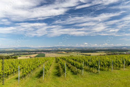 Vineyards near Polesovice  Southern Moravia  Czech Republic