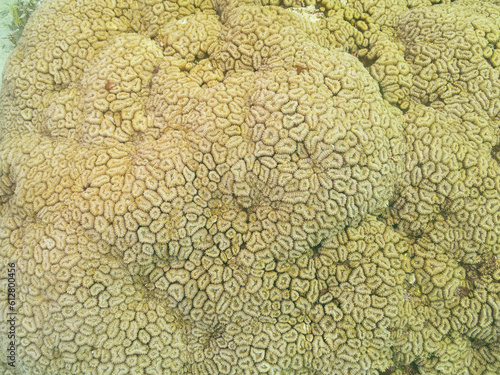 Organic texture of the honeycomb hard coral or Favia Favus at the bottom of the Red sea photo