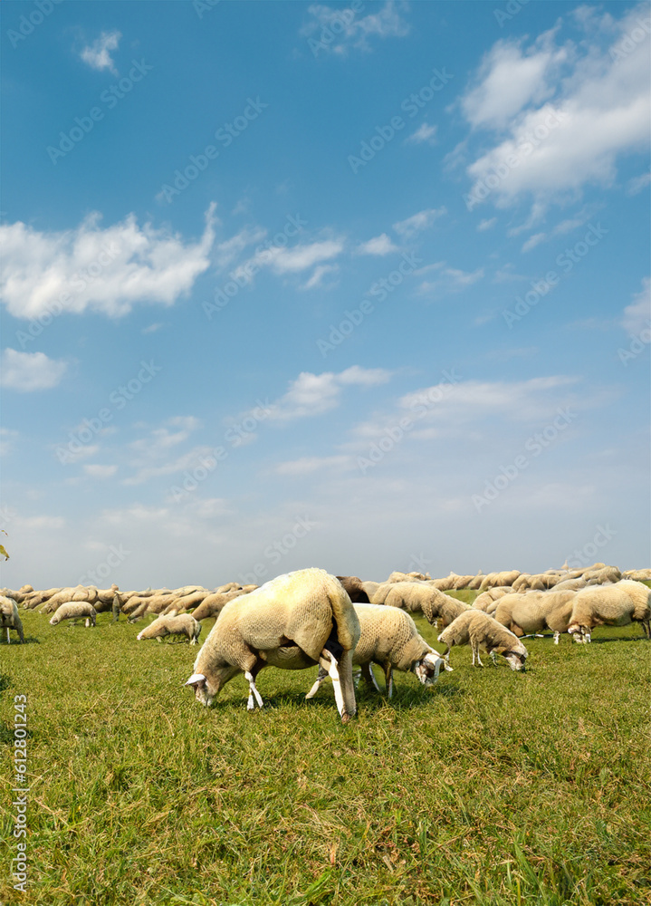 Sheep with meadow and blue sky background Sheep with meadow and blue sky background