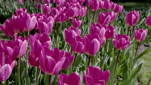a close up of pink tulips at kuekenhof gardens near amsterdam, netherlands photo