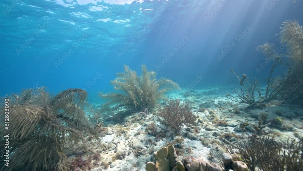 Coral Garden in the Caribbean Sea Coral Garden in the Caribbean Sea