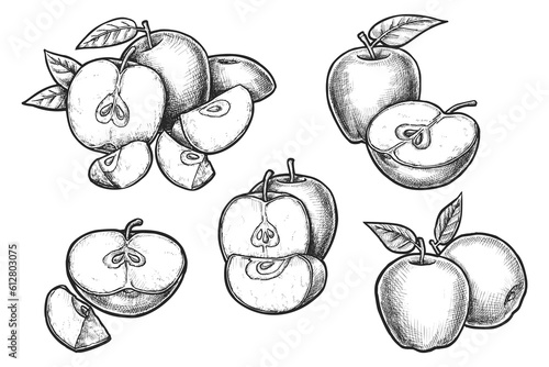 Set of vector realistic apple sketch. Fruit food