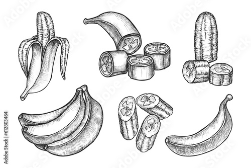 Set of isolated sketches of bananas. Vector