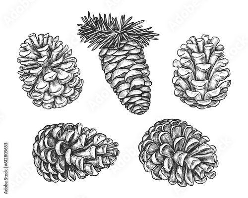 Set of isolated pine or fir cone sketch. Vector