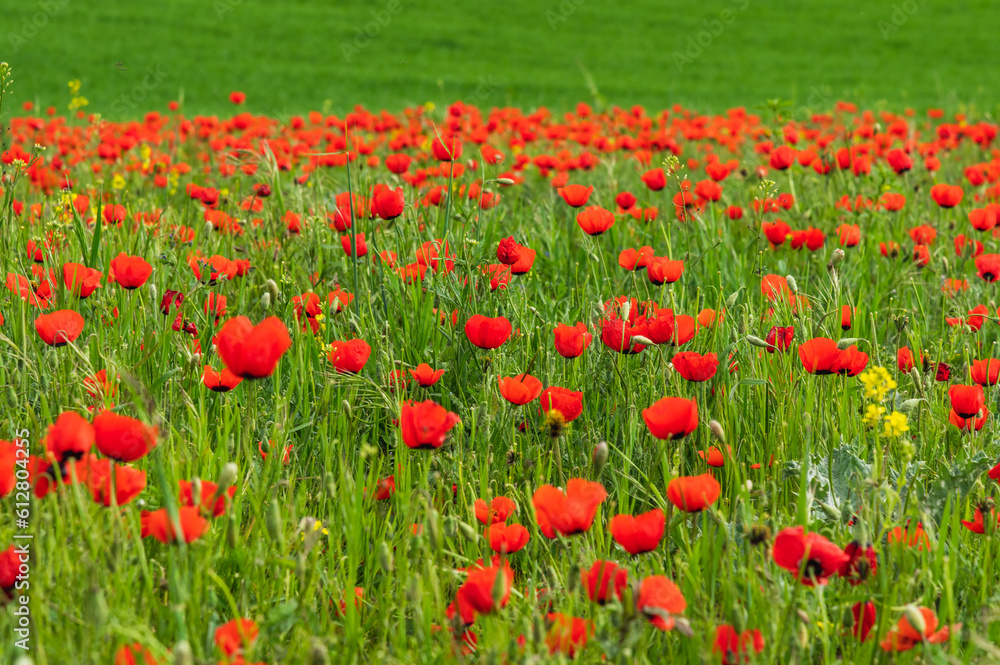 Bright flowering poppy fields.Red memory poppies.