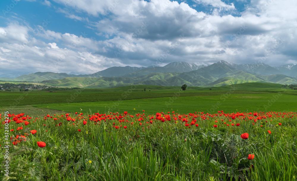 Bright flowering poppy fields in the mountains.Red poppies of memory.