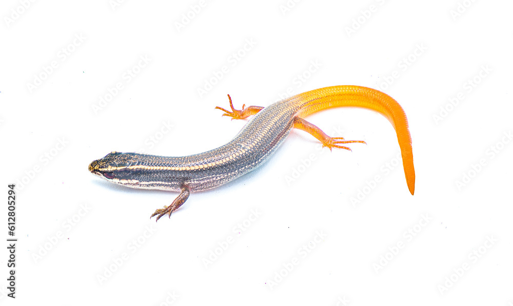 peninsula mole skink lizard - Plestiodon egregius onocrepis - top side view showing pretty curled orange red tail isolated on white background peninsula mole skink lizard - Plestiodon egregius onocrepis - top side view showing pretty curled orange red tail isolated on white background