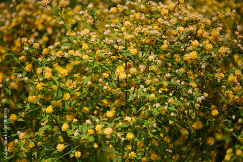 Large bush of Kerria japonica with yellow flowers in the garden on a spring day