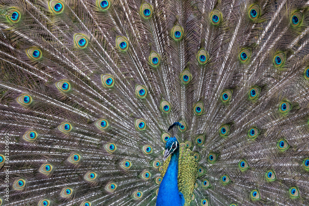 Fototapeta premium Closeup Image of a peacock dancing with its open feathers