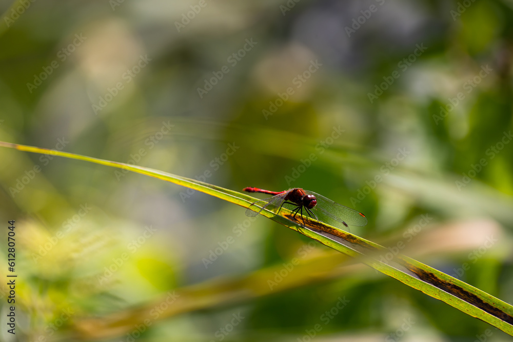 Red dragonfly in spring garden on a background of green plants. Photo taken on a sunny day, nicely blurred background. Red dragonfly in spring garden on a background of green plants. Photo taken on a sunny day, nicely blurred background.