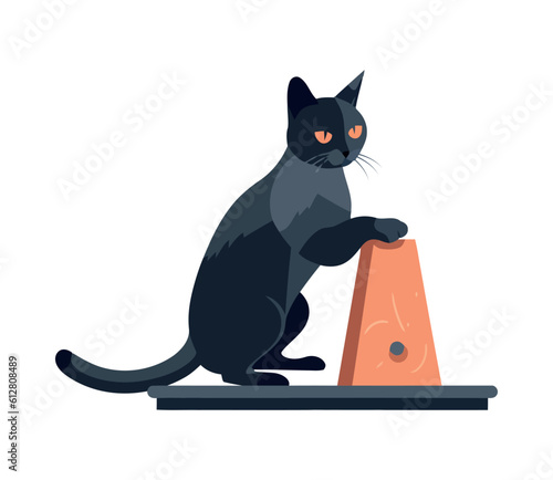 Cute kitten sitting, watching with alertness