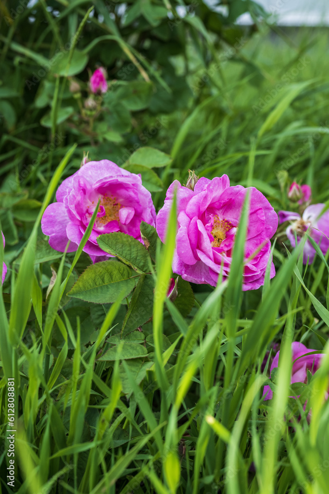 rosehip flowers in green grass rosehip flowers in green grass