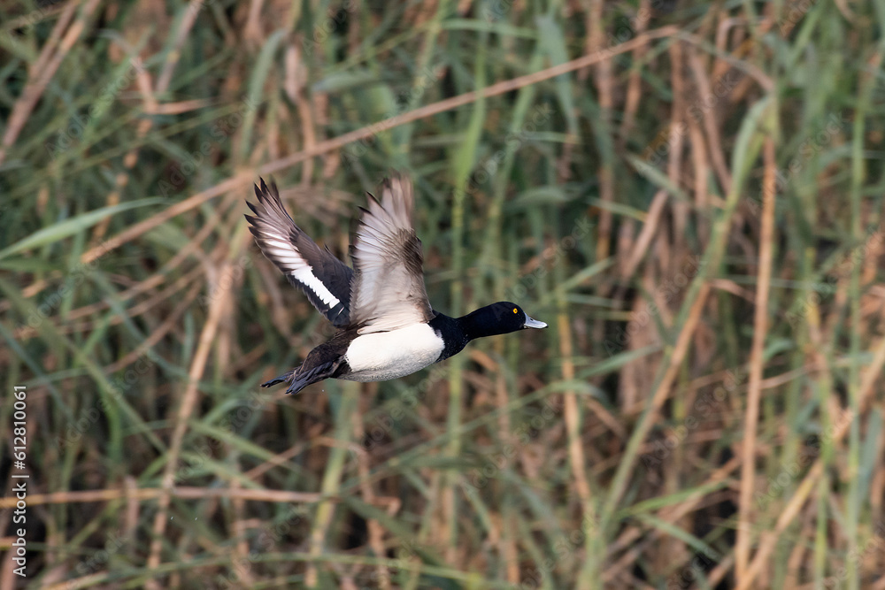 Tufted duck or tufted pochard or Aythya fuligula observed in Gajoldaba in India Tufted duck or tufted pochard or Aythya fuligula observed in Gajoldaba in India