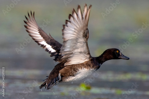 Tufted duck or tufted pochard or Aythya fuligula observed in Gajoldaba in India photo