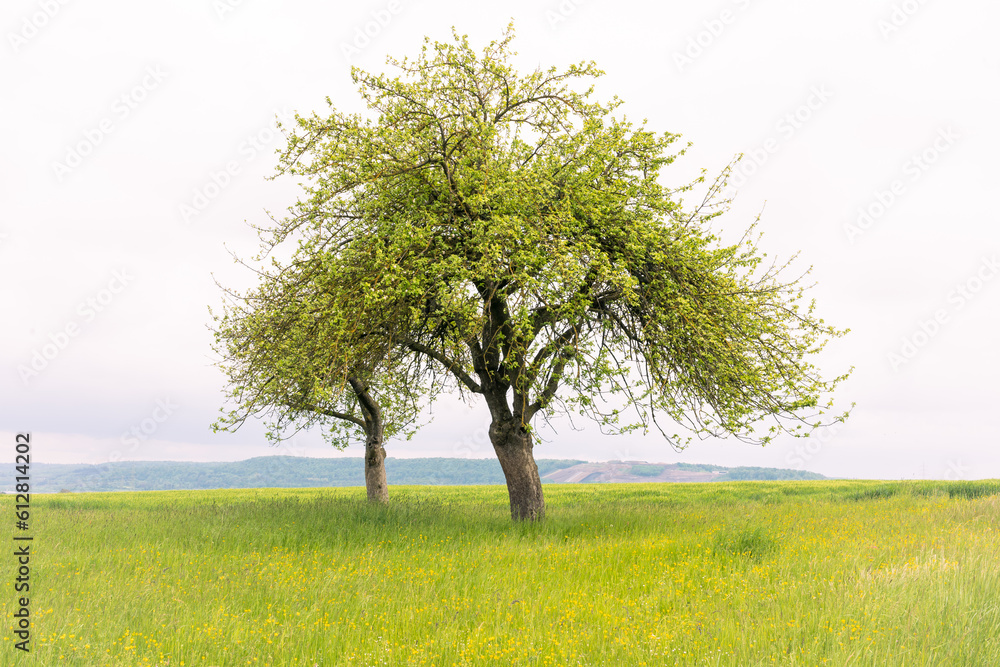 Obraz premium Obstbaum