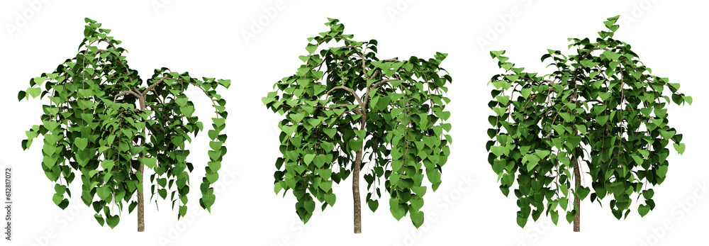 Fototapeta premium Green of cercis canadensis trees on transparent background, flowering tree, 3d render illustration.