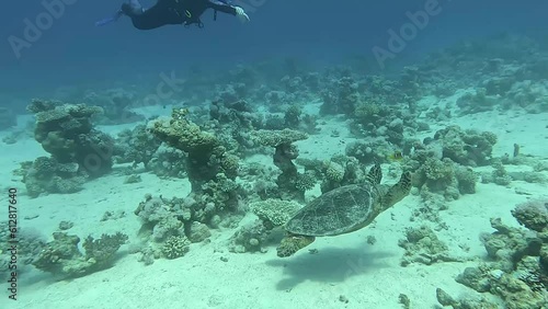 Wallpaper Mural egypt hawksbill turtle crussing  Torontodigital.ca