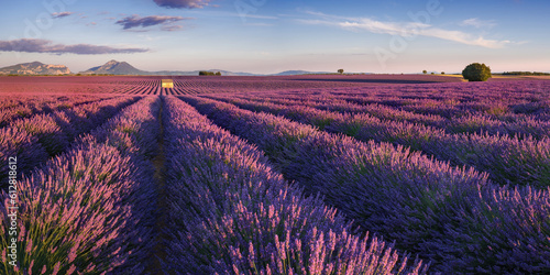 Sunset on the lavender fields in Provence. Panoramic view of Valensole Plateau in the Alpes-de-Haute-Provence. France