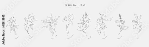 Vector hand drawn cosmetic herbs set. Vintage trendy botanical elements. Hand drawn line leaves branches and blooming. Vector trendy