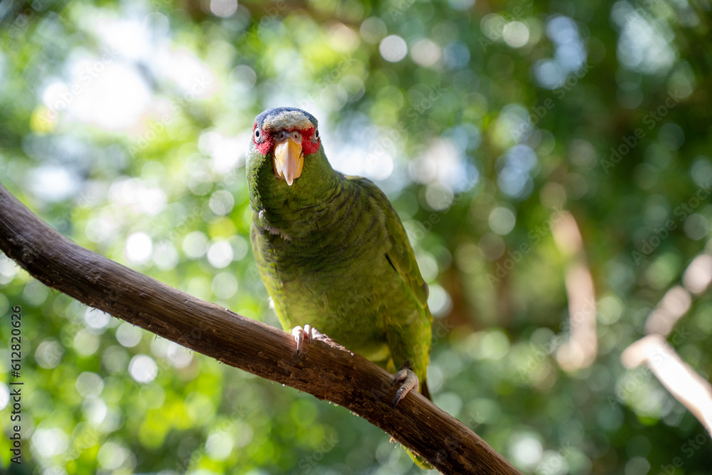 Parrots sitting on a branch enjoining the sun Parrots sitting on a branch enjoining the sun