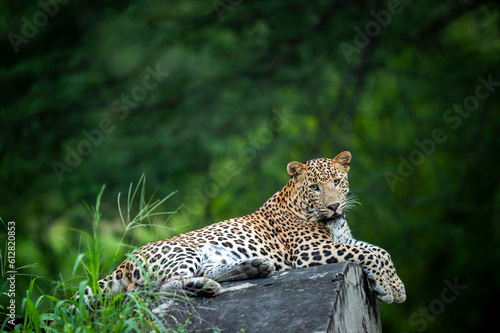 wild male leopard or panther or panthera pardus on anicut cement wall with eye contact in natural monsoon green background during safari at jhalana forest leopard reserve jaipur rajasthan india