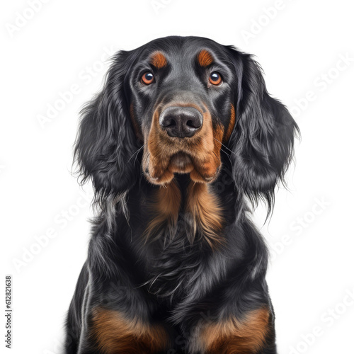 gordon setter portrait, isolated on a white background, ai generative