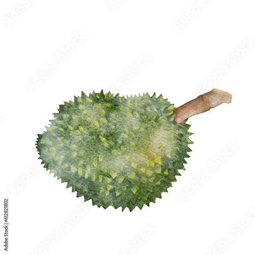 Durian Fruit watercolor illustration.Tropical fruit isolated background.Sweetie food organic