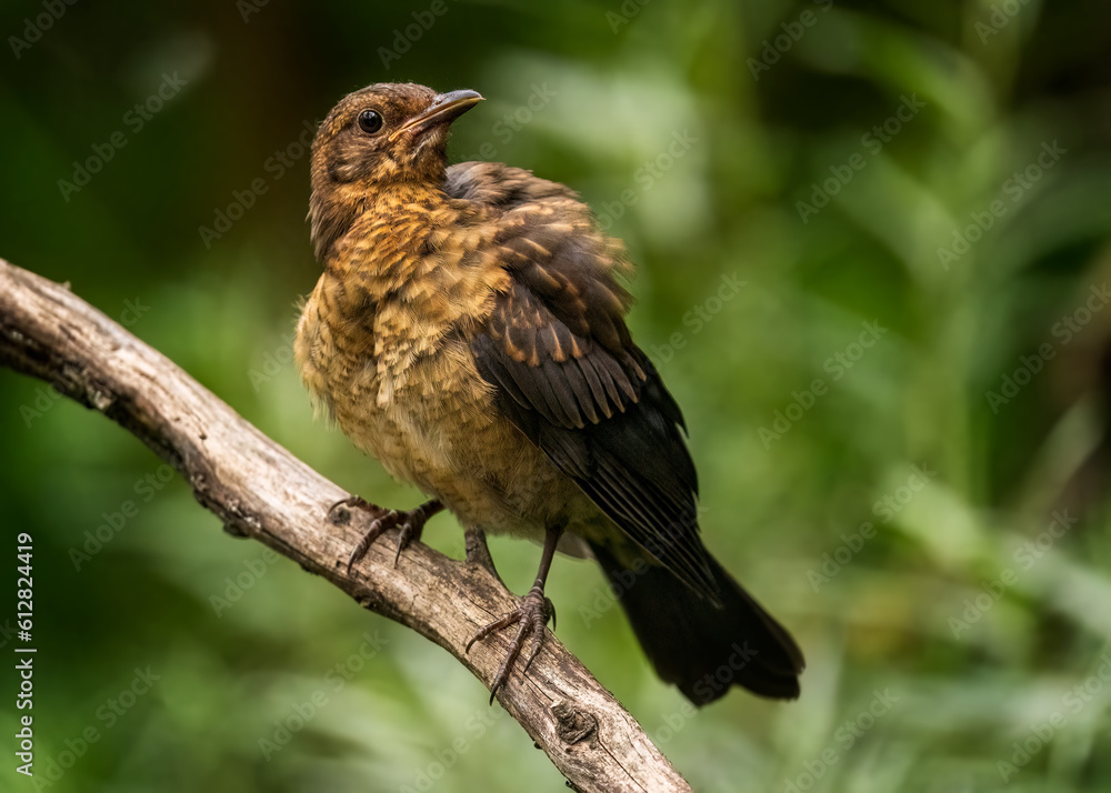 Common blackbird, Turdus merula Common blackbird, Turdus merula