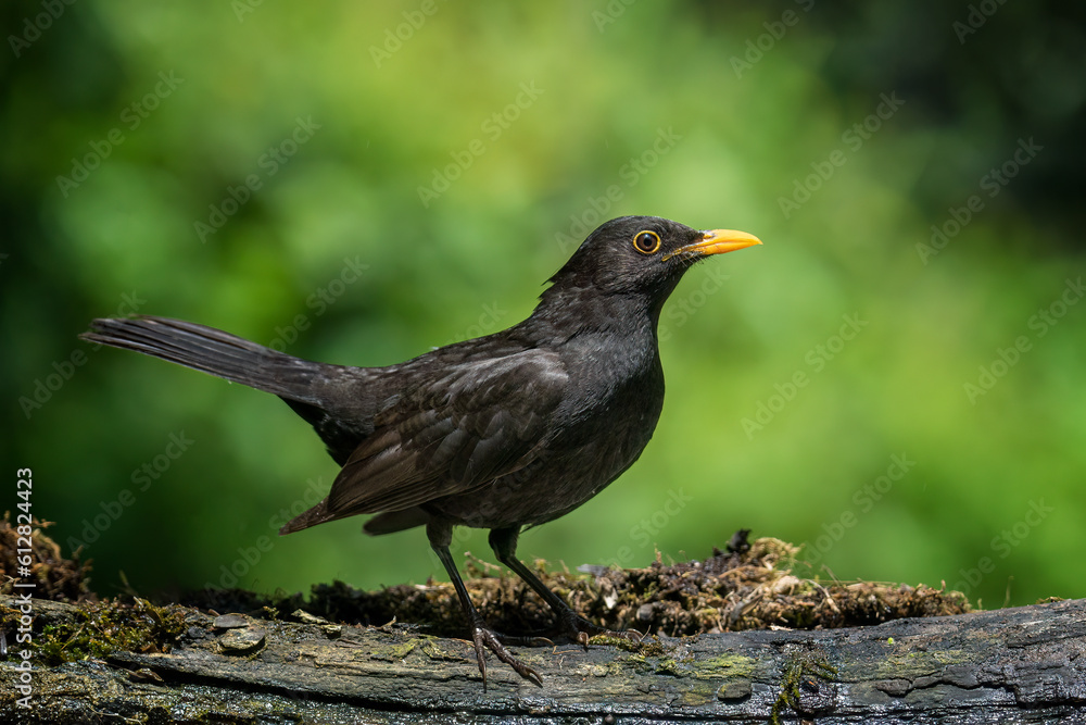 Common blackbird, Turdus merula Common blackbird, Turdus merula