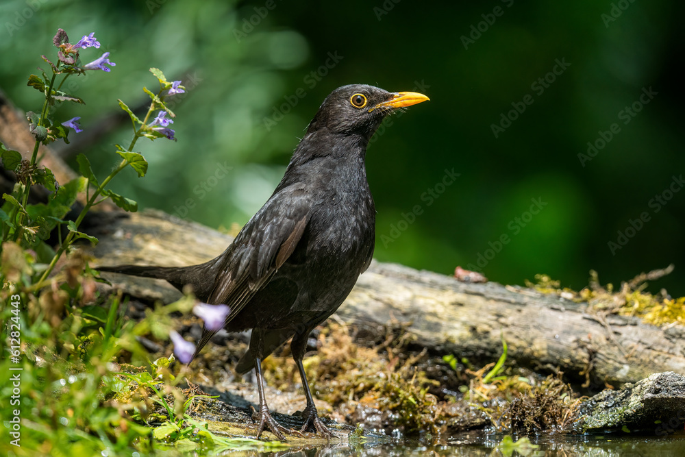 Common blackbird, Turdus merula Common blackbird, Turdus merula