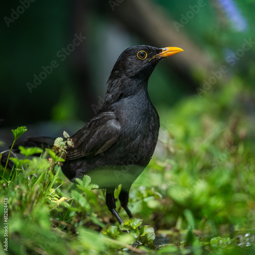 Common blackbird, Turdus merula © Hauk Tamás
