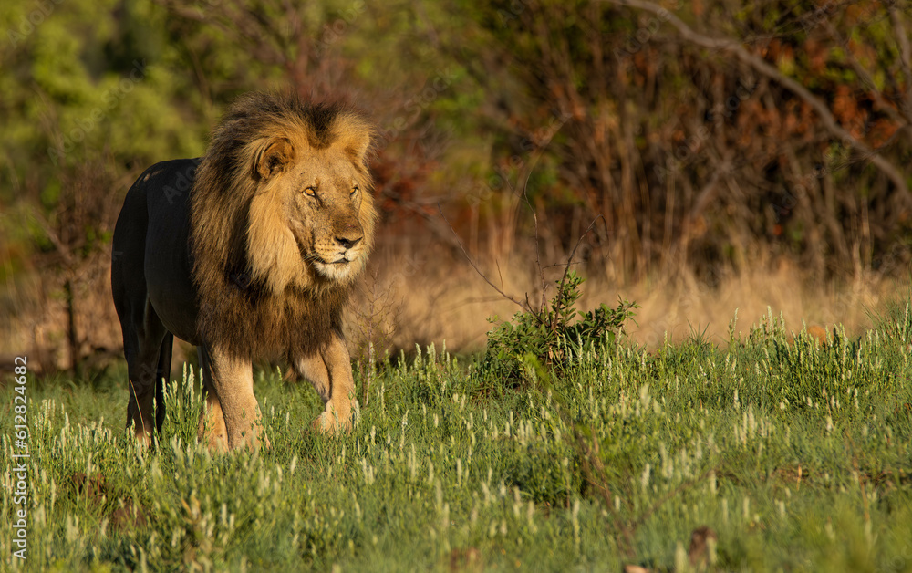 Fototapeta premium Male lion waking though green grass