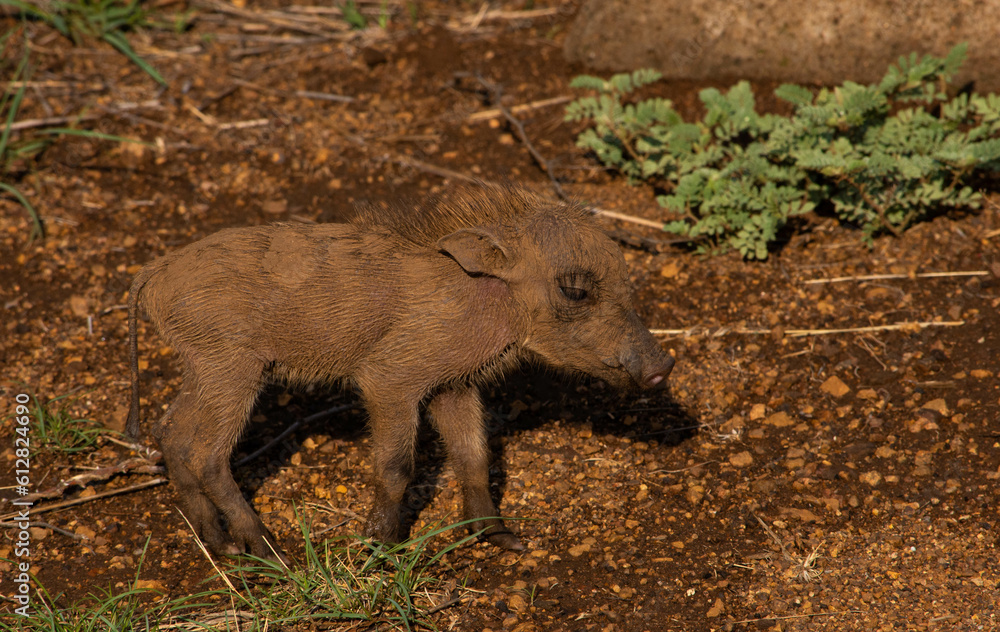 Fototapeta premium Baby warthog walking