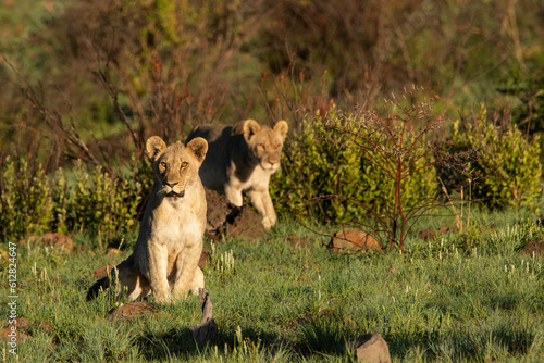 Two young lions - one sitting and one walking